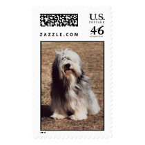 Bearded Collie Stamp (LARGE)
