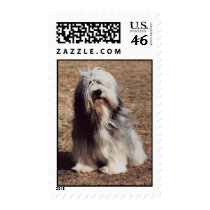 Bearded Collie Stamp (MEDIUM)