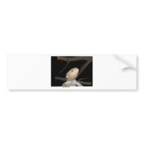 Bearded dragon 2 bumper stickers