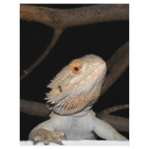 Bearded dragon 2 custom flyer