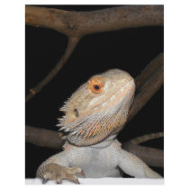 Bearded dragon 2 letterhead