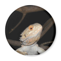 Bearded dragon 2 refrigerator magnets
