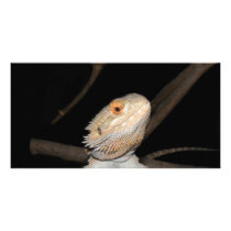 Bearded dragon 2 photo card