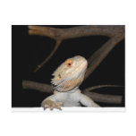 Bearded dragon 2 post card