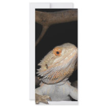 Bearded dragon 2 rack cards