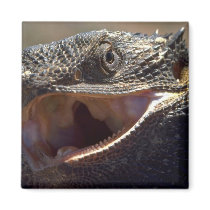 Bearded Dragon, Australia Magnets