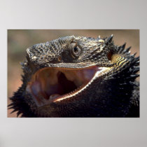 Bearded Dragon, Australia Posters
