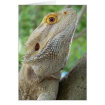 Bearded Dragon Cards
