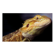 Bearded Dragon Head 2 Business Card Template