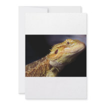 Bearded Dragon Head 2 Custom Announcement