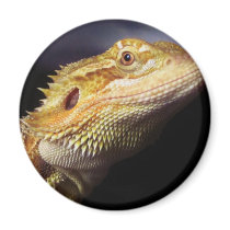 Bearded Dragon Head 2 Fridge Magnets