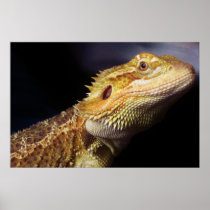 Bearded Dragon Head 2 Print