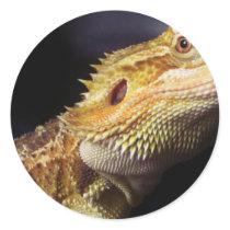 Bearded Dragon Head 2 Sticker