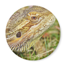 Bearded Dragon Head Refrigerator Magnets