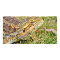 Bearded Dragon Head Photo Card