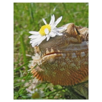 Bearded dragon letterhead template by kaoticshell