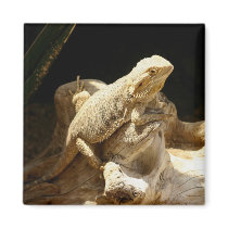 Bearded Dragon Lizard magnets