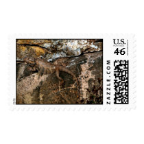 Bearded dragon lizard postage stamp