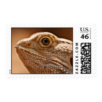 Bearded Dragon Macro - Postage Stamp