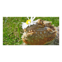 Bearded dragon photo cards