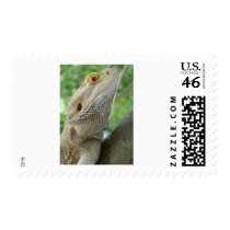 Bearded Dragon Postage Stamp