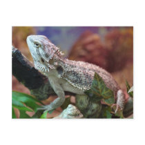 Bearded Dragon Postcard