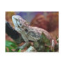 Bearded Dragon Postcard