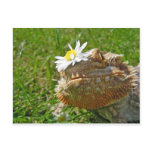 Bearded dragon postcards