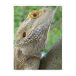 Bearded Dragon Post Cards