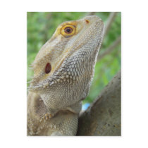 Bearded Dragon Post Cards