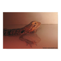 Bearded Dragon Poster poster