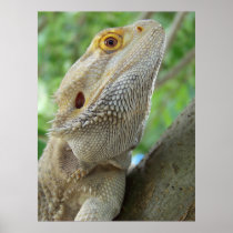 Bearded Dragon Poster