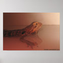 Bearded Dragon Poster posters