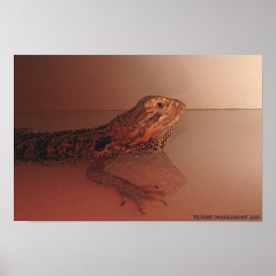 Bearded Dragon Poster by ElfLaBelle