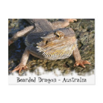 Bearded Dragon Series Postcard