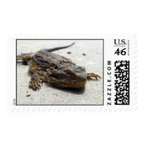 Bearded Dragon Stamps