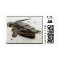 Bearded Dragon Stamps