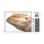 Bearded dragon stamps