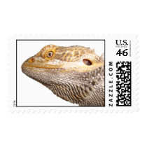 Bearded dragon stamps