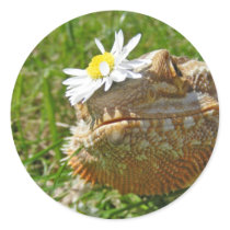 Bearded dragon stickers