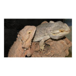 Bearded Dragons