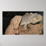 Bearded Dragons posters