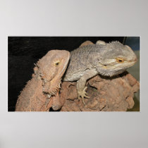 Bearded Dragons Poster