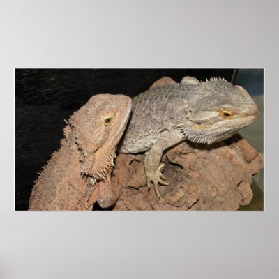 Bearded Dragons Poster by Natures_Whisper