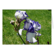 Bearded Iris Blank Card cards