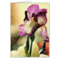 BEARDED IRIS cards by dgdemers BEARDED IRIS cards