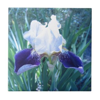Bearded Iris Cultivar Mary Todd Ceramic Tiles