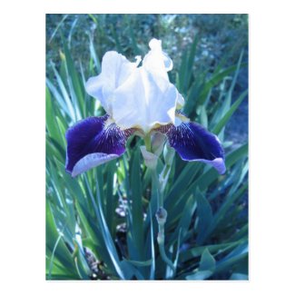 Bearded Iris Cultivar Mary Todd Postcards
