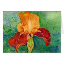 Bearded iris cards