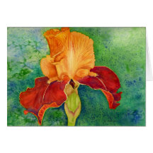 Bearded iris greeting cards